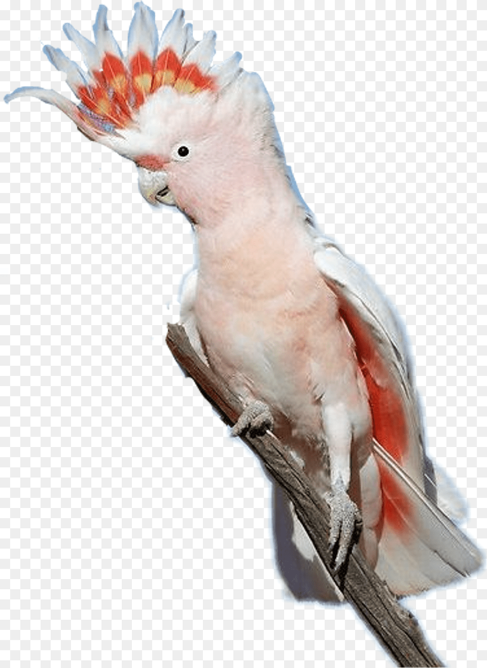 Report Abuse Major Mitchell Cockatoo Crest, Animal, Beak, Bird, Parrot Free Png