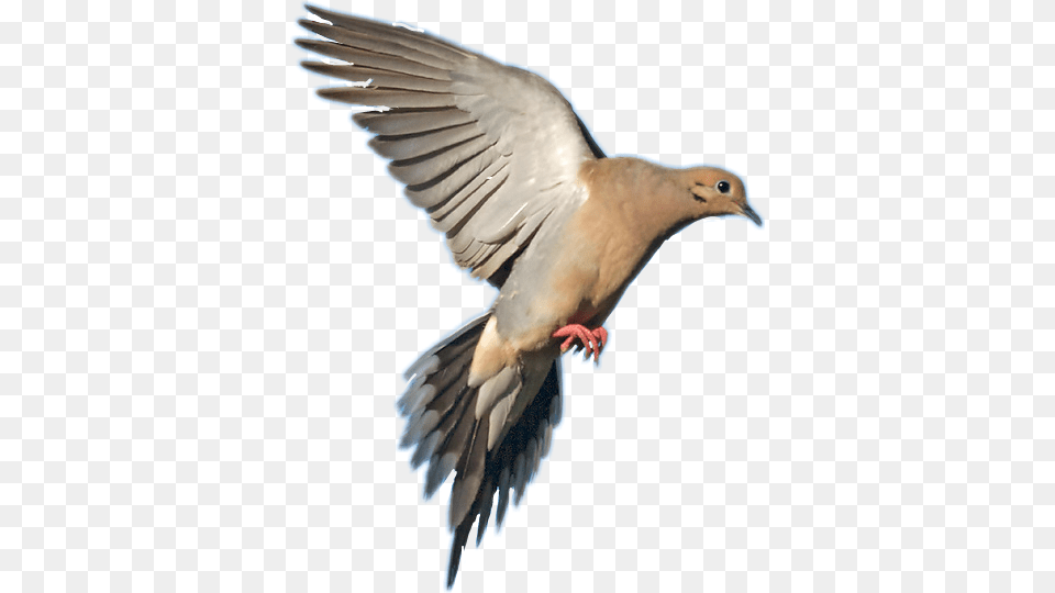 Report Abuse Mourning Dove In Flight, Animal, Bird, Pigeon Png Image