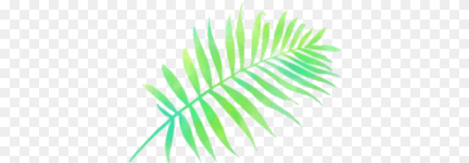 Report Abuse Ostrich Fern, Leaf, Plant Free Png