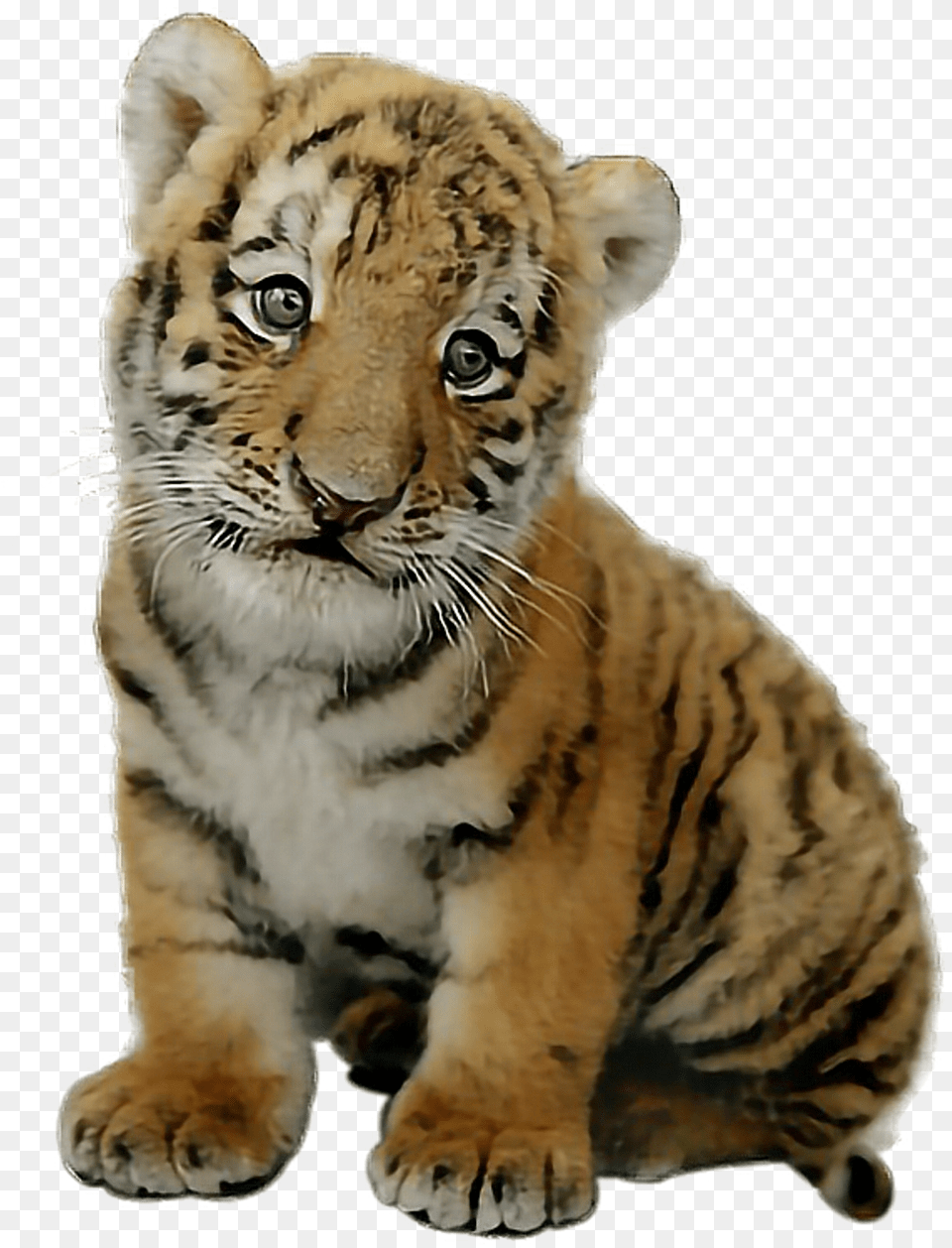 Report Abuse Picsart Baby Tiger, Animal, Mammal, Wildlife Free Png