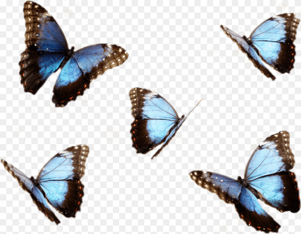 Report Abuse Proof Of Heaven A Neurosurgeon39s Journey Into, Animal, Butterfly, Insect, Invertebrate Png Image