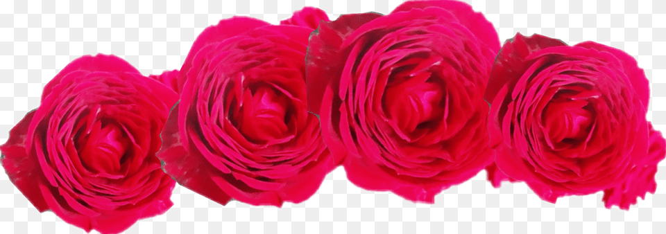 Report Abuse Rosa Centifolia, Flower, Petal, Plant, Rose Free Transparent Png