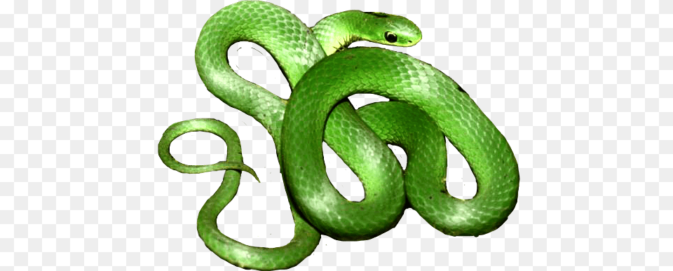 Report Abuse Smooth Greensnake, Animal, Reptile, Snake, Green Snake Free Png Download