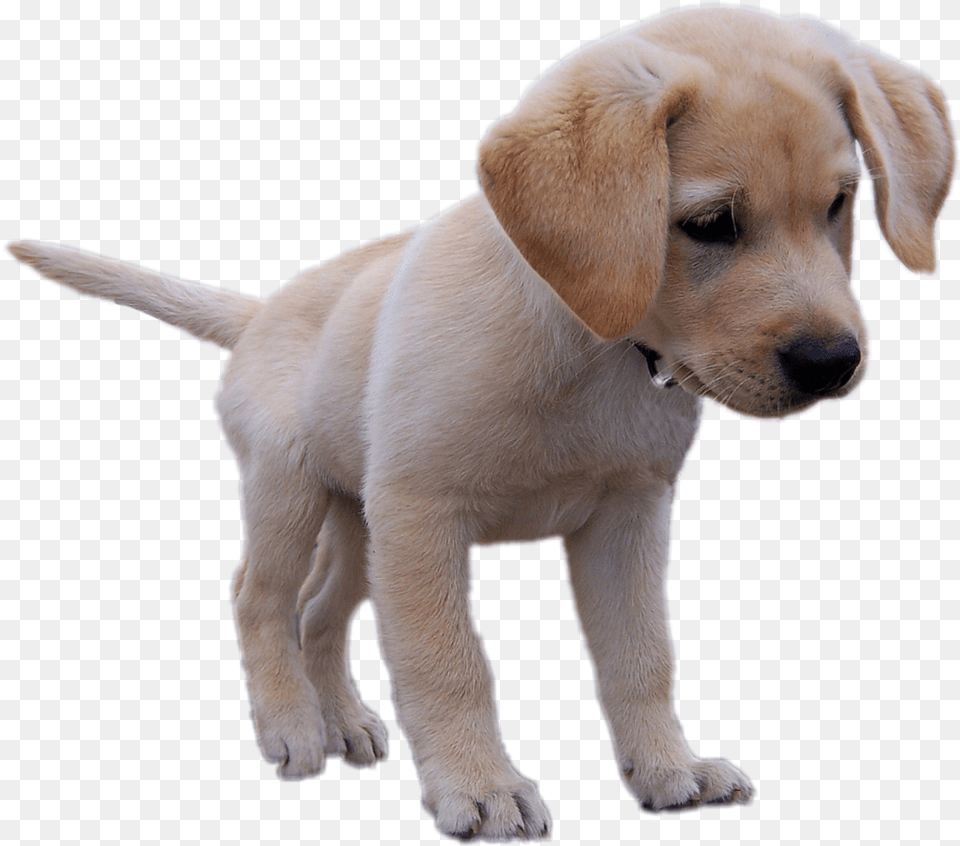 Report Abuse Super Cute Little Yellow Labrador Retriever Puppy Dog, Animal, Canine, Mammal, Pet Png Image