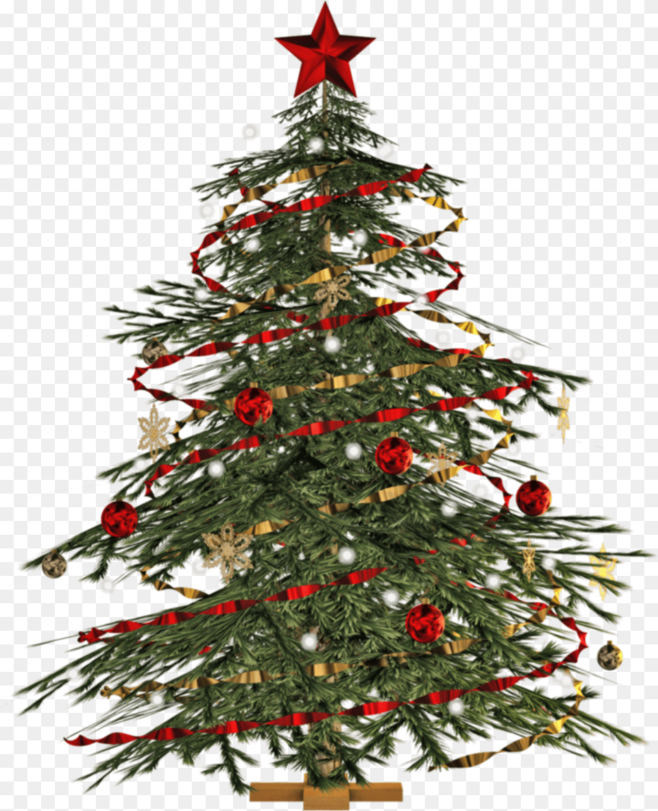 Report Abuse Transparent Christmas Tree, Plant, Christmas Decorations, Festival, Christmas Tree Free Png