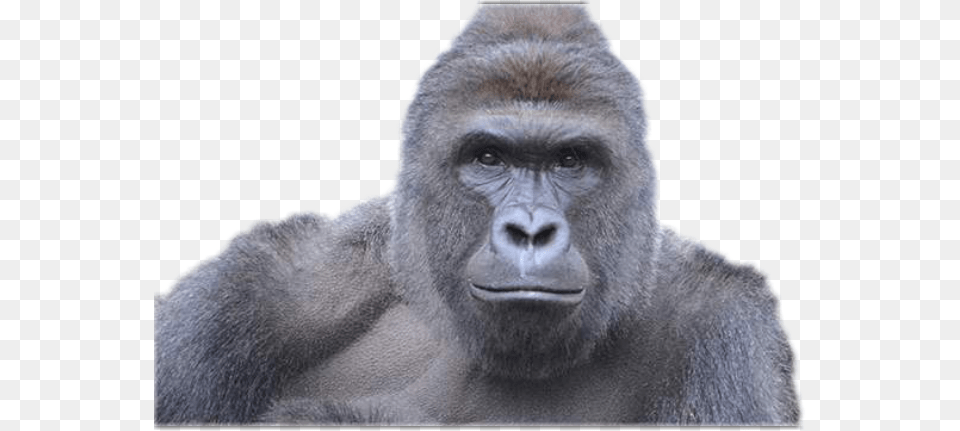Report Abuse Trump As A Gorilla, Animal, Ape, Mammal, Monkey Free Png