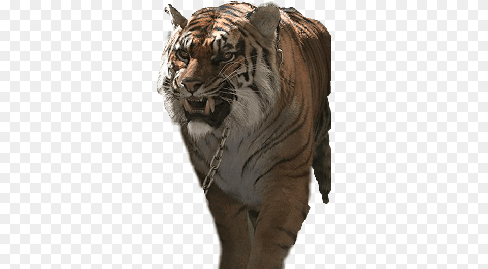 Report Abuse Walking Dead Ezekiel Shiva, Animal, Mammal, Tiger, Wildlife Free Png