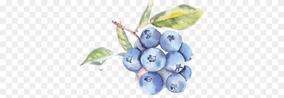 Report Abuse Watercolor Blueberry Bush Illustration Full Illustration Fruits Watercolor, Berry, Food, Fruit, Plant Free Png