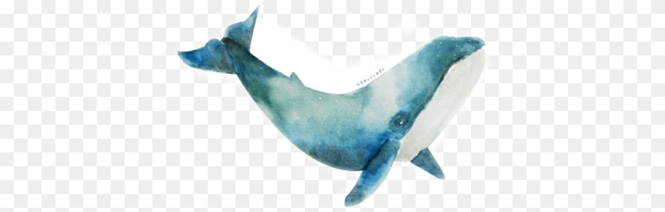 Report Abuse Watercolour Whale, Animal, Sea Life, Fish, Shark Free Png