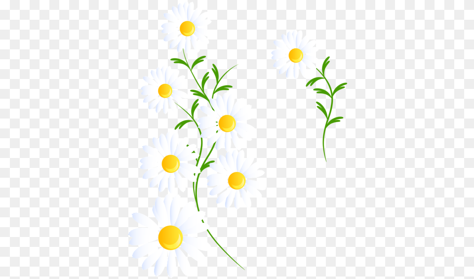 Report Abuse White Daisies Clipart, Daisy, Flower, Plant Png Image