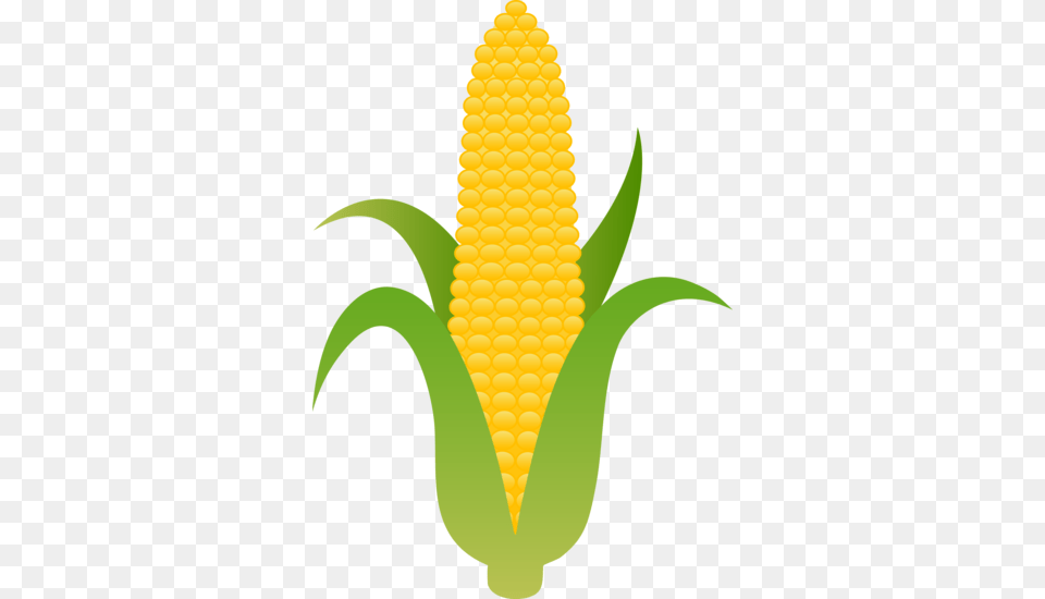 Report Card, Corn, Food, Grain, Plant Free Transparent Png