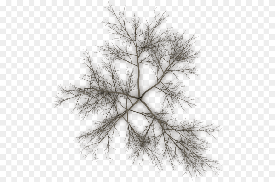 Report Dry Tree Plan, Plant, Leaf, Pattern, Accessories Free Transparent Png