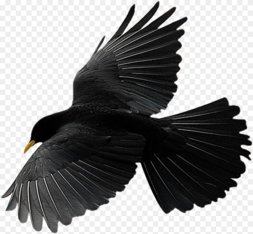 Reportar Abuso 2010, Animal, Bird, Blackbird Free Png Download