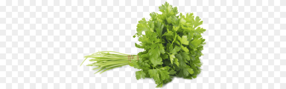 Reportar Abuso Parsley, Herbs, Plant Free Png