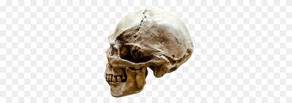 Representation Head, Person Free Png Download