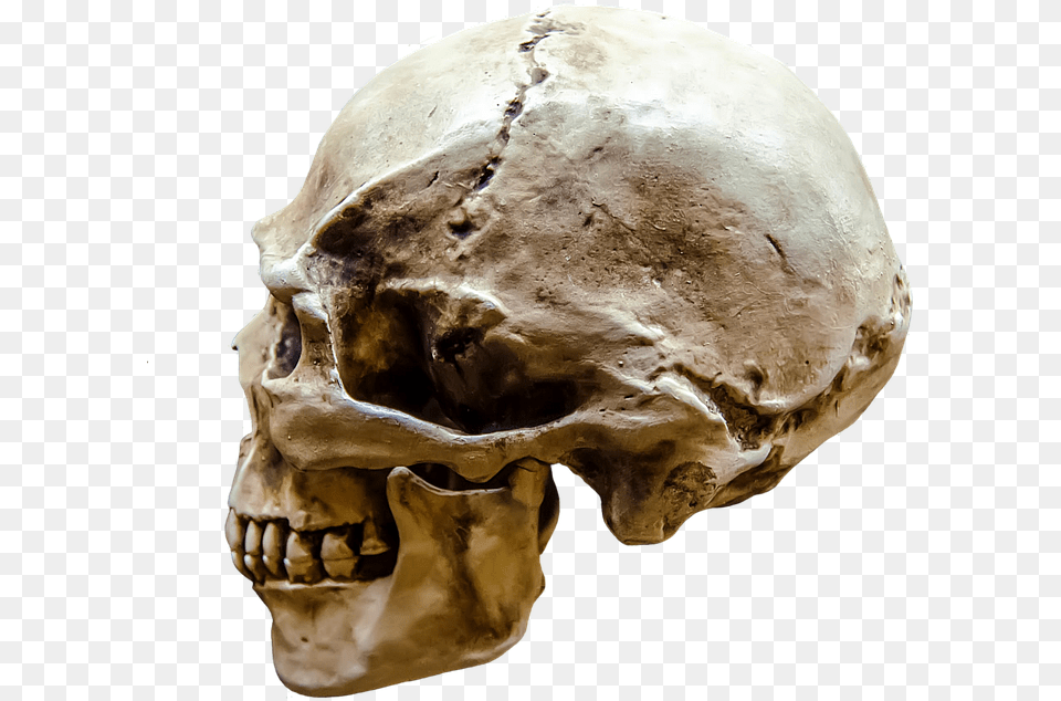 Representation Gloomy Body Bone Brain Dark Dead Human Skull Profile View, Person, Face, Head Free Transparent Png