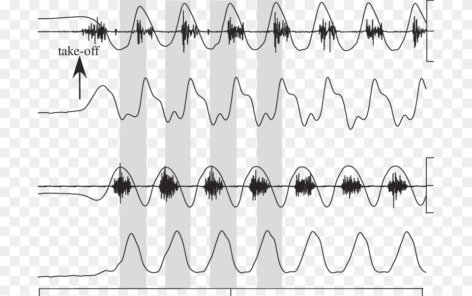 Representative Recordings Of The Pigeon Supracoracoideus Plot, Wire, Barbed Wire Free Png Download