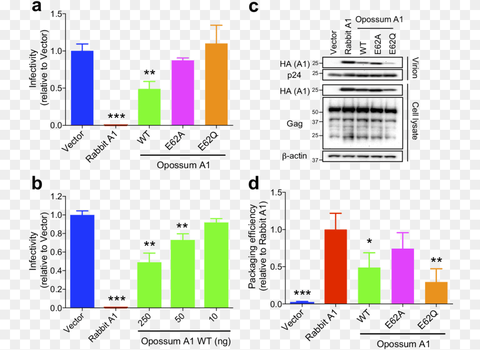 Representative Single Cycle Assays With Wt Opossum Assay, Bar Chart, Chart Free Transparent Png