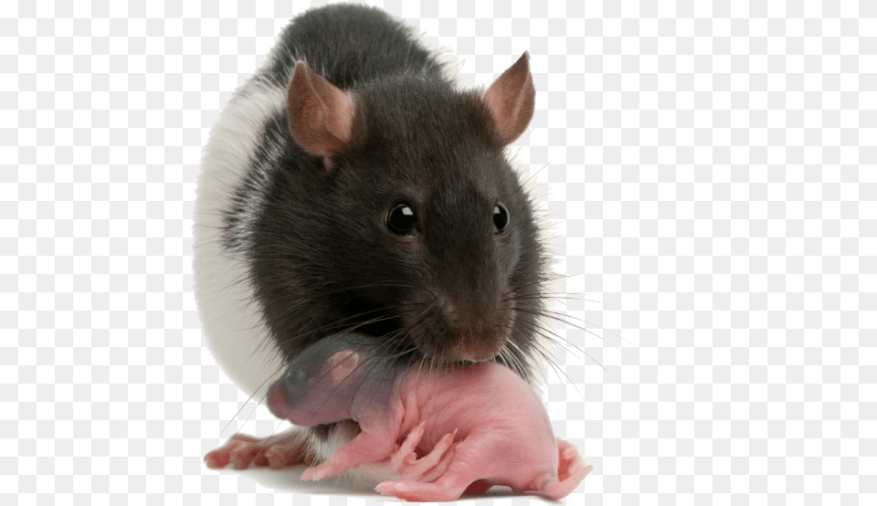 Reproductive And Developmental Toxicity Testing On, Animal, Mammal, Rodent, Rat Free Png Download
