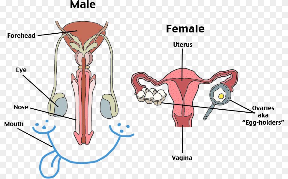 Reproductive System Body Parts Of Male Reproductive System, Animal, Antelope, Mammal, Wildlife Free Transparent Png