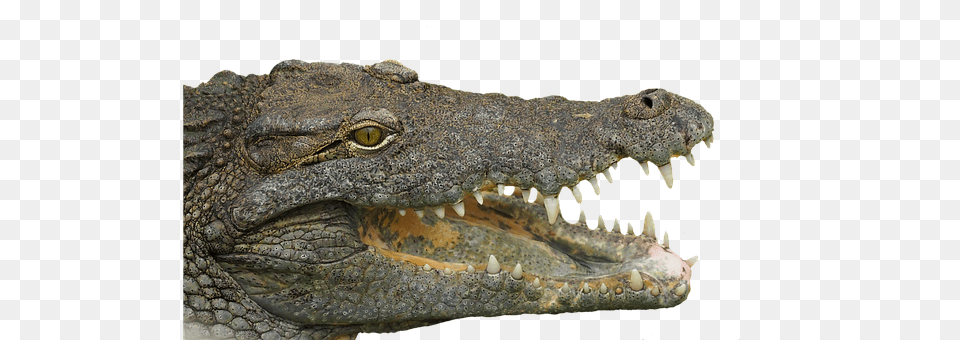 Reptile Animal, Lizard, Crocodile Png