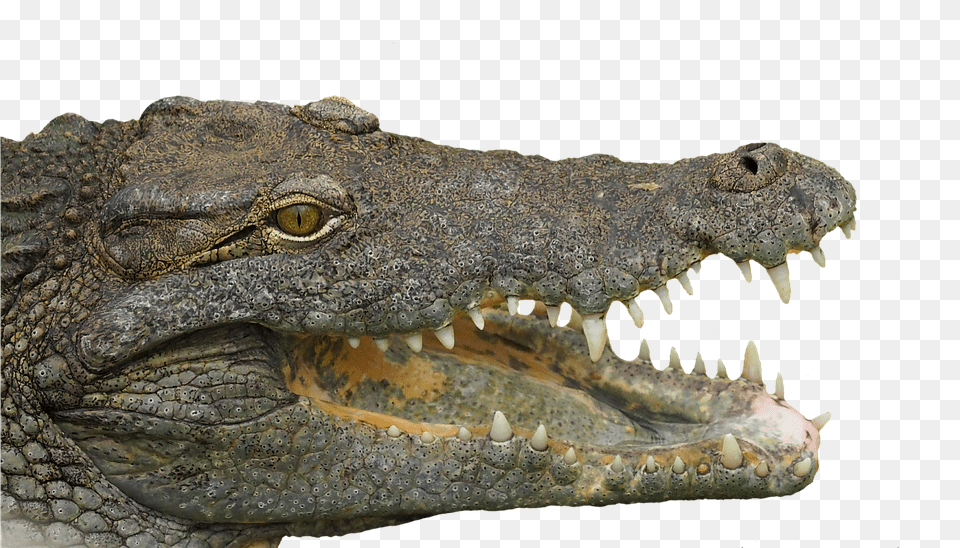 Reptile Animal, Lizard, Crocodile Png Image