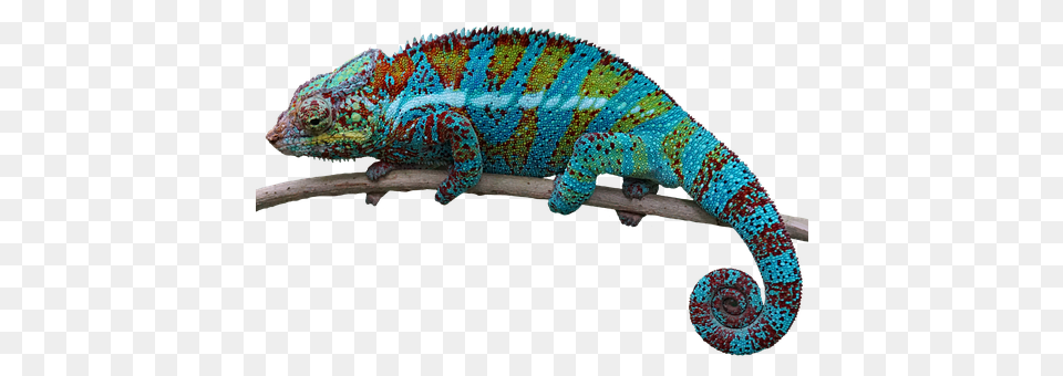 Reptile Animal, Lizard, Iguana, Gecko Png
