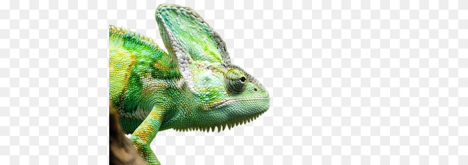 Reptile Animal, Lizard, Green Lizard, Iguana Free Transparent Png