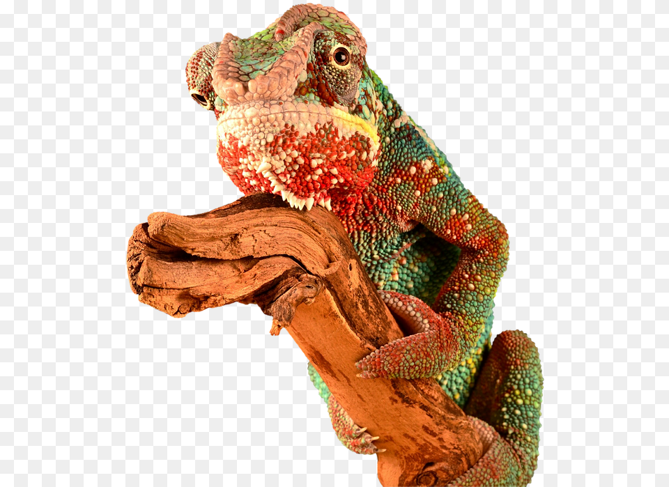Reptile Chameleon Lizard Colorful Camouflage Red Lagarto Colorido, Animal, Iguana, Green Lizard Png