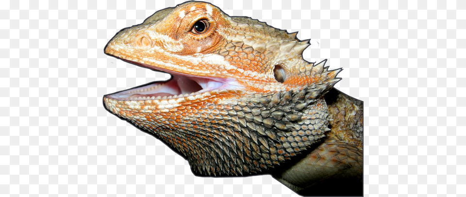 Reptile Enclosures, Animal, Iguana, Lizard Png Image