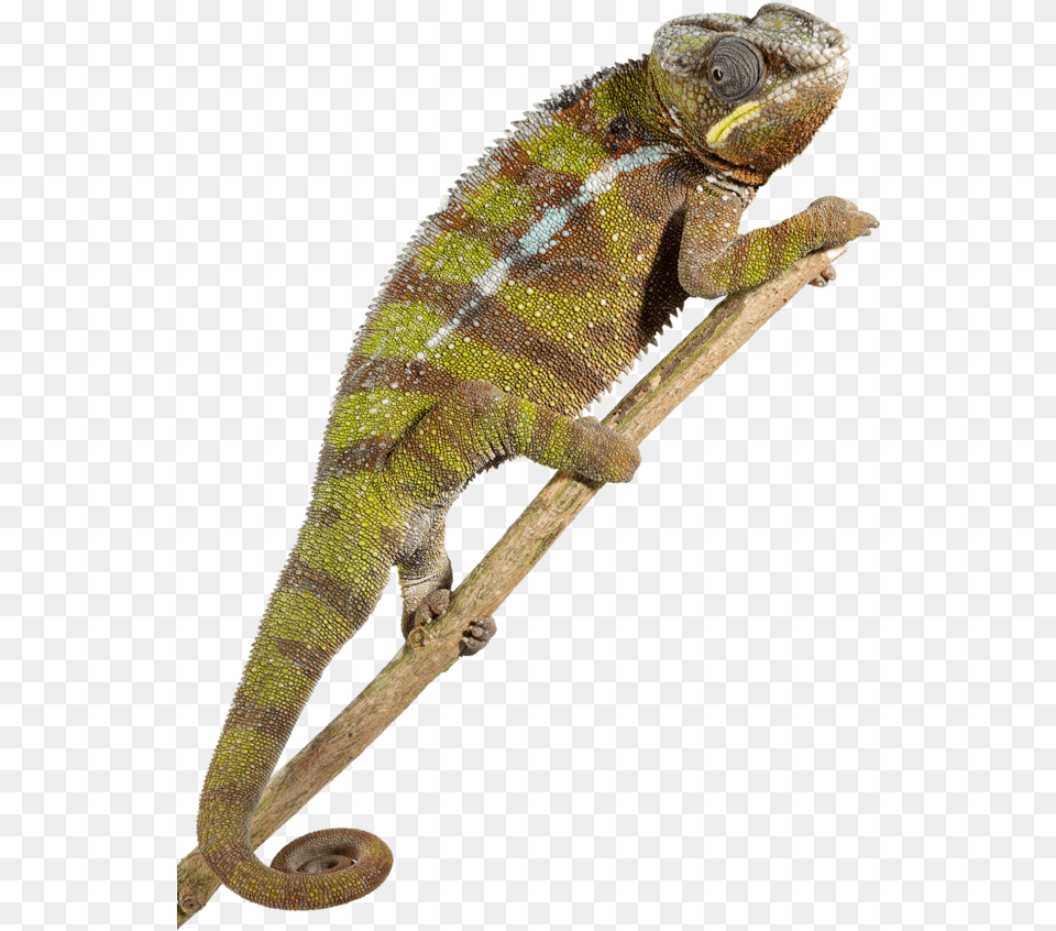 Reptile Reptile, Animal, Iguana, Lizard, Gecko Png Image