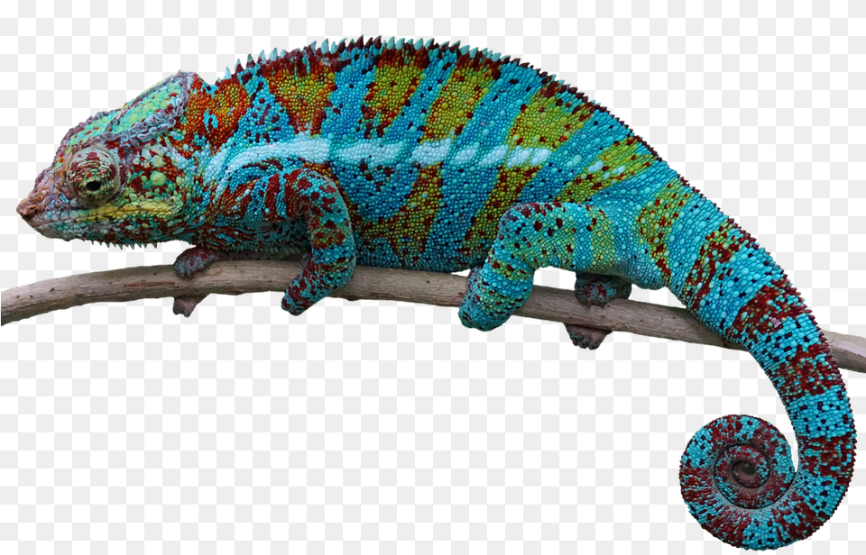 Reptile Lizard Animal Chameleon Transparent, Iguana, Gecko, Green Lizard Free Png