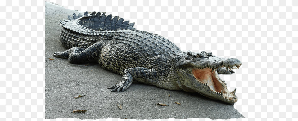 Reptile Park Crocodile, Animal, Lizard Free Png