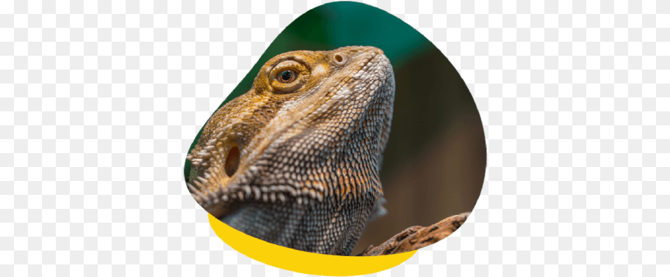 Reptile Quarantine What Is It And When Should You Do Bearded Dragons, Animal, Iguana, Lizard Free Transparent Png
