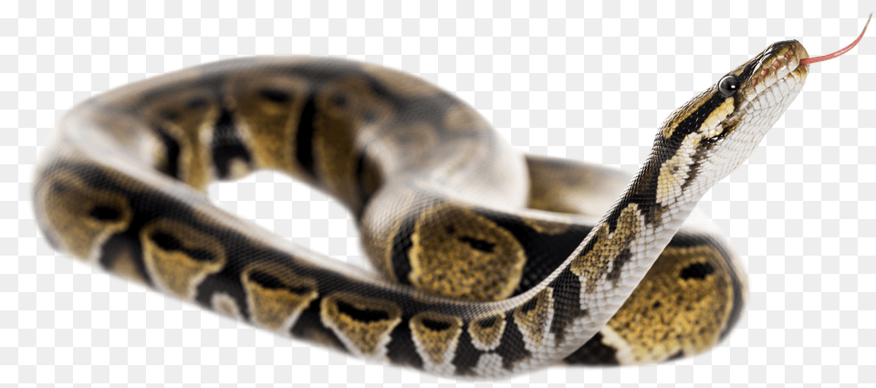 Reptile Tongue Ball Python Snake Background Free Png