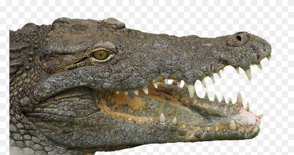 Reptile Tooth Animal Crocodile Teeth Dangerous Transparent Crocodile Head, Lizard Png