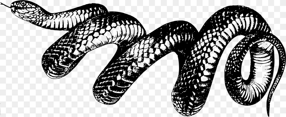 Reptileartserpent Taylor Swift Reputation Snake, Gray Png