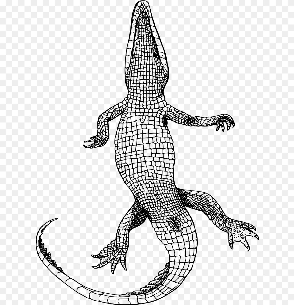 Reptileartshoe Bottom Of An Alligator, Gray Png Image