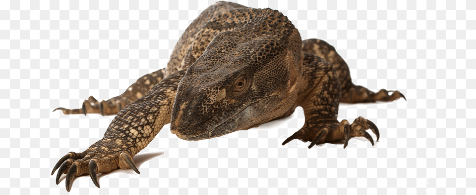 Reptiles 1 Komodo Dragon, Electronics, Hardware, Animal, Lizard Png Image