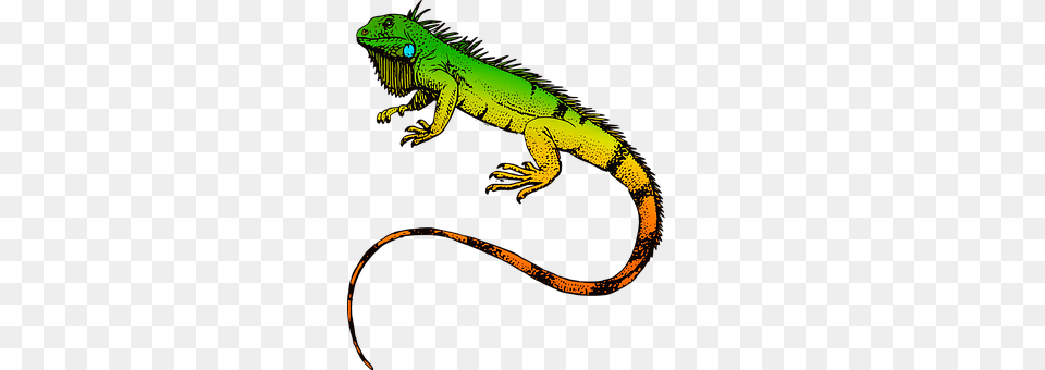 Reptiles Animal, Lizard, Reptile, Iguana Free Png Download