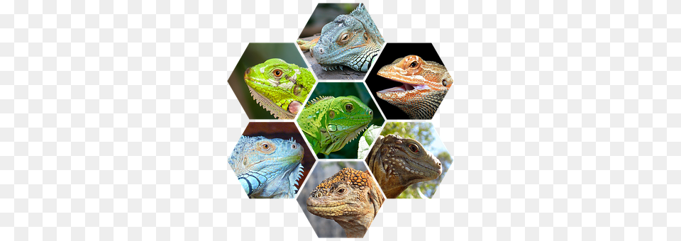 Reptiles Animal, Iguana, Lizard, Reptile Png