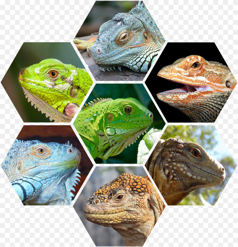 Reptiles, Animal, Iguana, Lizard, Reptile Free Transparent Png