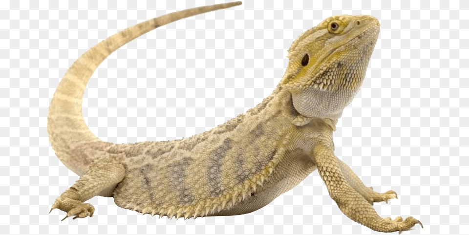 Reptiles Meaning In English, Animal, Gecko, Lizard, Reptile Png Image