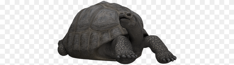 Reptiles Turtle Panzer Animal Mammal Digital Art Turtles, Reptile, Sea Life, Tortoise Free Png Download