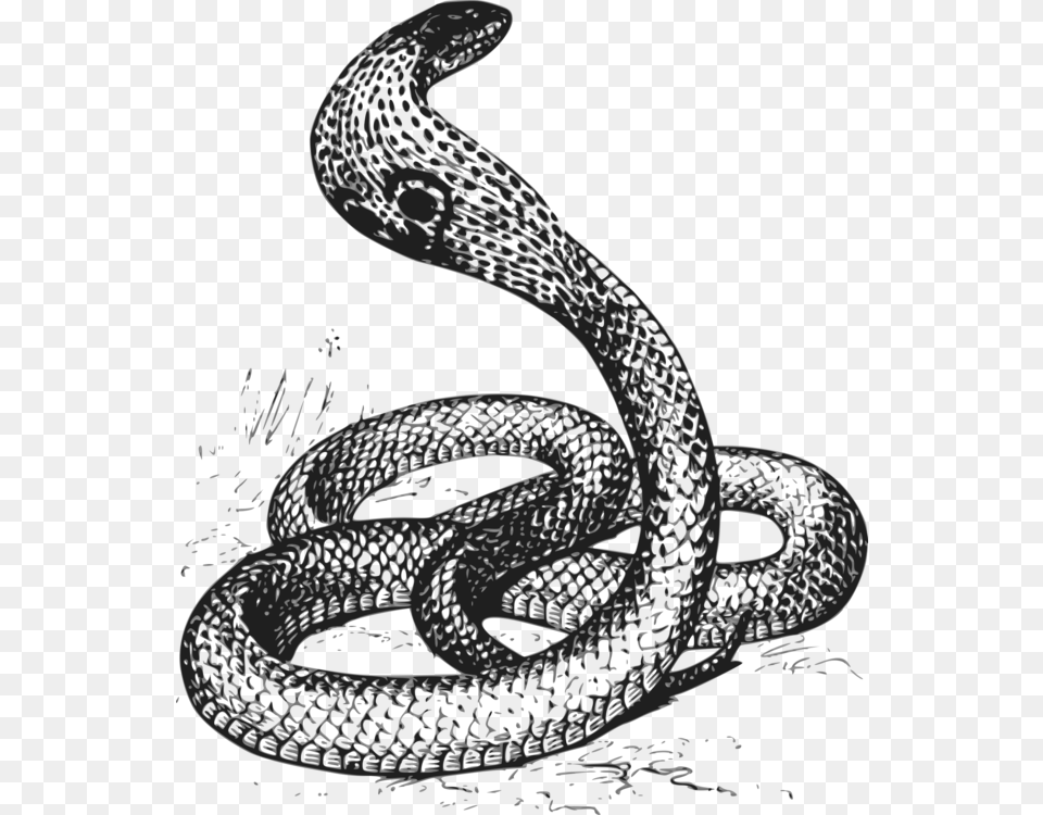 Reptileserpentcobra Black Amp White Cobra, Animal, Reptile, Snake Free Png