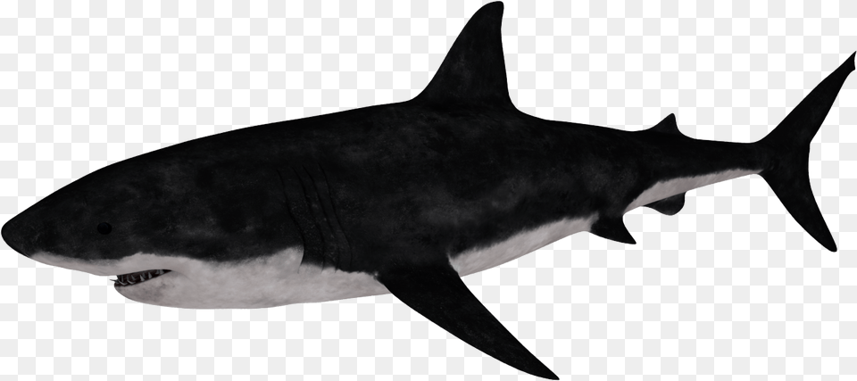 Requiem Shark, Animal, Fish, Sea Life Png Image