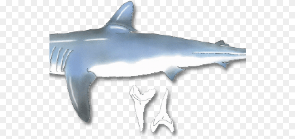 Requiem Shark, Animal, Fish, Sea Life Png