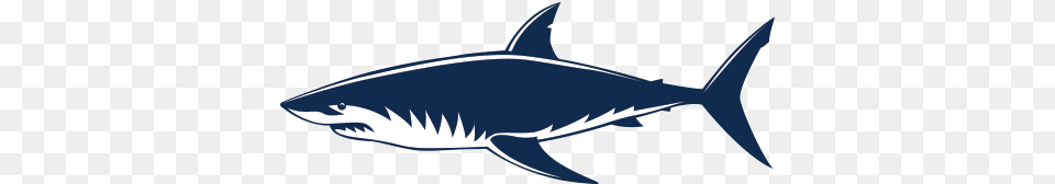 Requiem Sharks Great White Shark Shark Jaws Shark Vector, Animal, Fish, Sea Life, Great White Shark Free Png