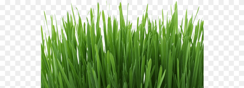 Required Options Grass Editing Background, Green, Lawn, Plant, Vegetation Png