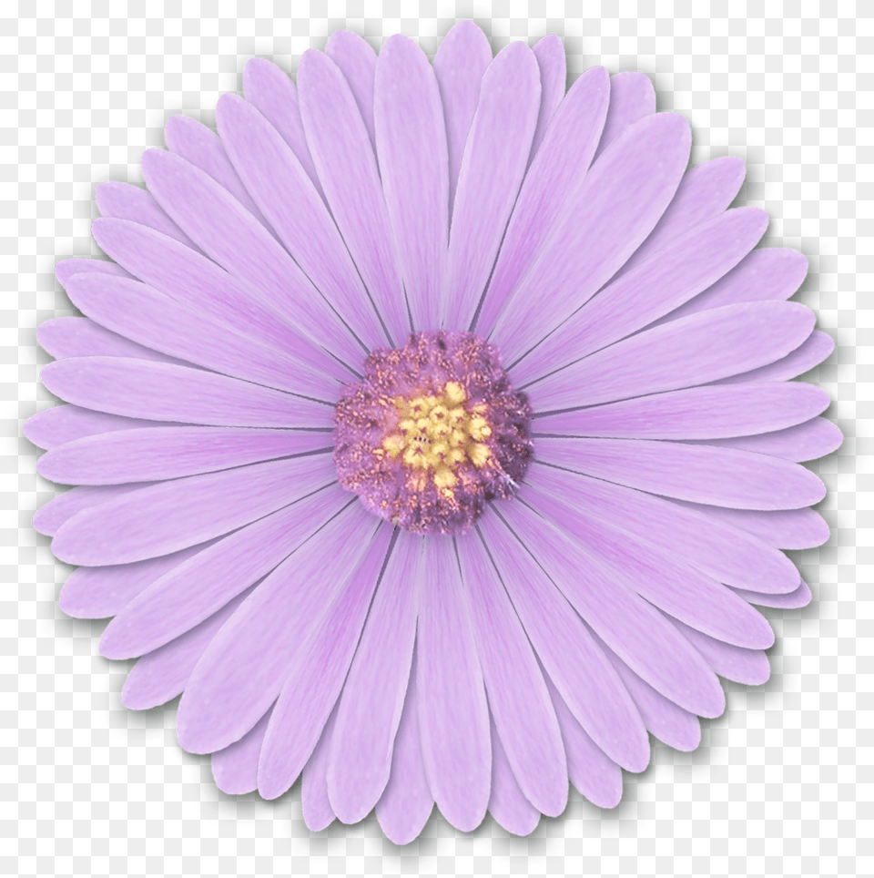 Res Light Purple Flowers Light Purple Flower, Daisy, Plant, Anemone, Petal Free Transparent Png